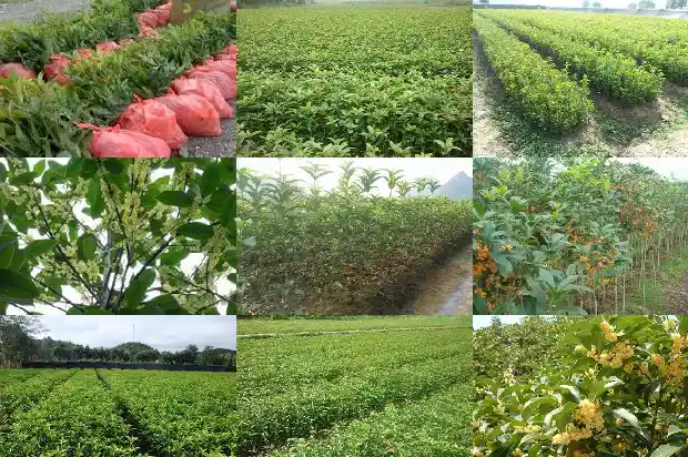 蜂蜜桂花茶的功效与作用及禁忌1681351276522
