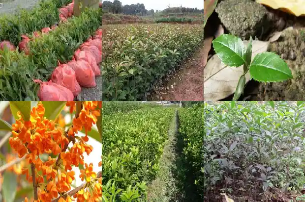 蜂蜜桂花茶的功效与作用及禁忌1681351276570