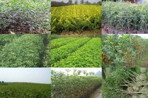 决明子菊花桂花茶的功效与作用及禁忌1681351359718