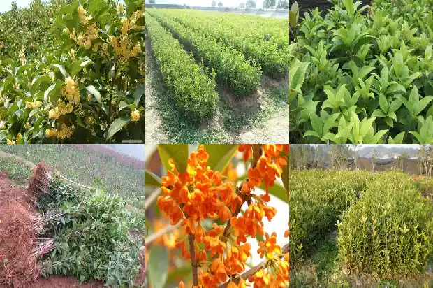 决明子菊花桂花茶的功效与作用及禁忌1681351359765