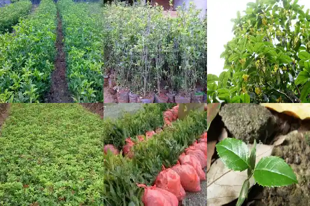 六年的桂花树多少钱一盆1690244420737