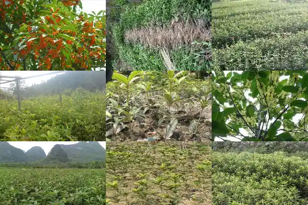 决明子菊花桂花茶的功效与作用及禁忌1681351359861