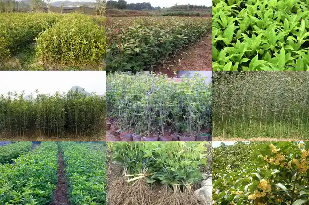 莲子桂是好桂花吗1689035587432