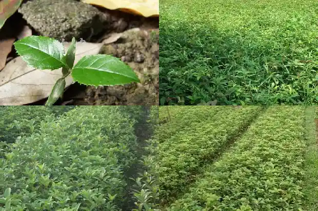 桂花茶的功效与作用泡水喝的功效与副作用1681351449008
