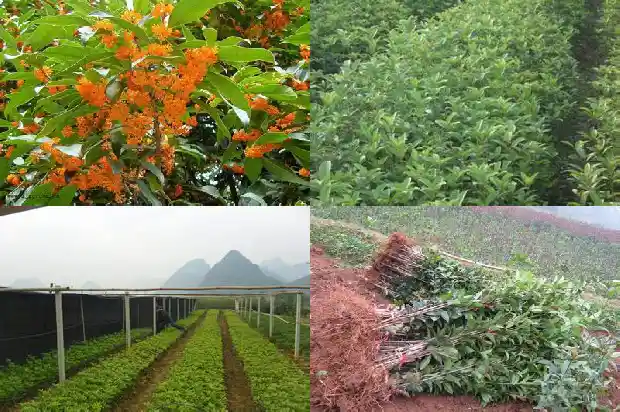 桂花茶的功效与作用泡水喝的功效与副作用1681351449056