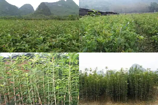 桂花泡茶有哪些功效1681351534068