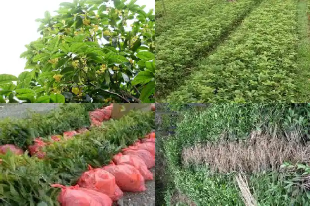 桂花泡茶有哪些功效1681351534116