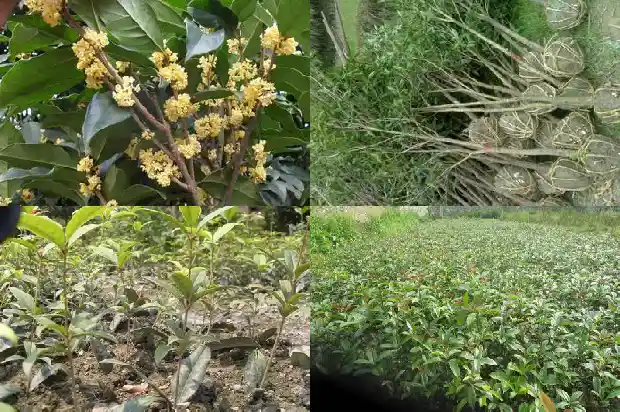 桂花茶水可以隔天喝吗1681351622020