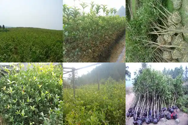 桂花茶水可以隔天喝吗1681351622068