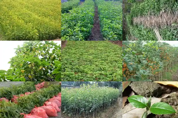 桂花茶的功效与作用及副作用禁忌1681351713134
