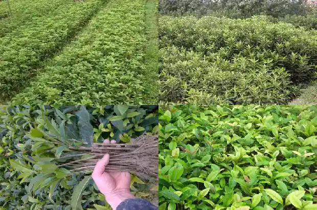 桂花茶的功效与作用及副作用禁忌1681351713182