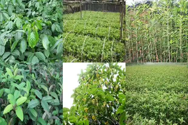桂花茶的功效与作用及副作用禁忌1681351713229