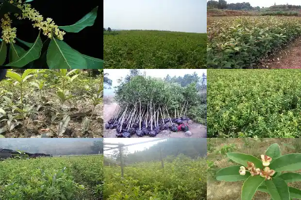 桂花茶功能及作用1681351793382