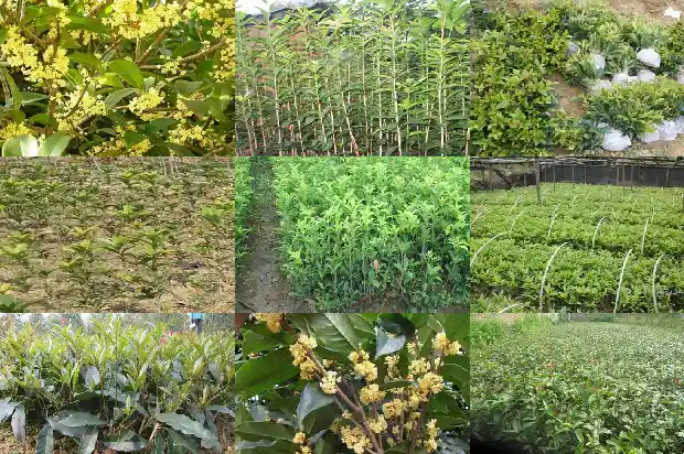 桂花茶功能及作用1681351793430