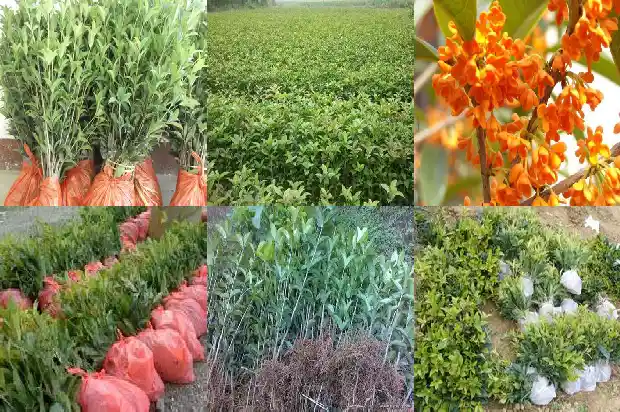 怎么制作桂花香水1681351876101