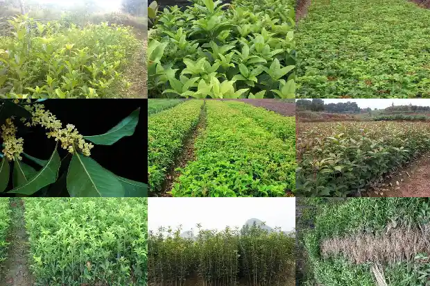 怎么制作桂花香水1681351876149