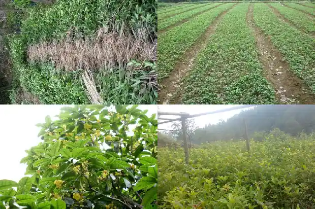桂花黑茶有什么功效和禁忌1681351969143