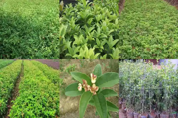 桂花黑茶有什么功效和禁忌1681351969190