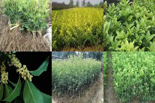桂花黑茶有什么功效和禁忌1681351969284
