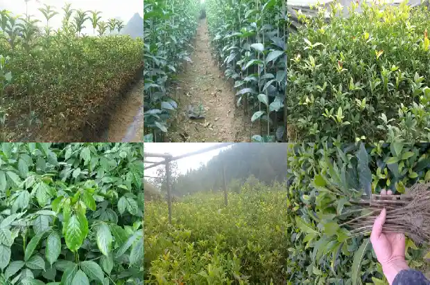 桂花树种植基地在哪里啊1690763242425