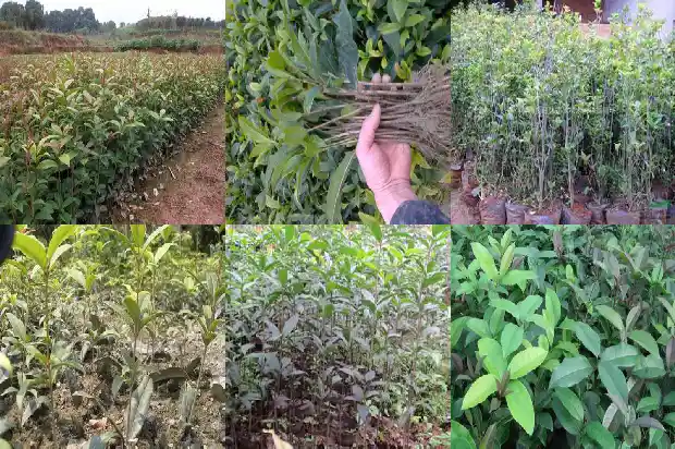 桂花黑枸杞茶有什么功效1681352044883