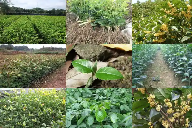 桂花黑枸杞茶有什么功效1681352044931