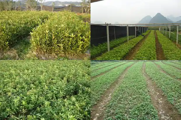黑糯桂花茶的功效1681352133989