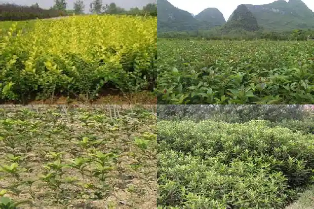 桂花和黑茶的作用与功效1681352204403