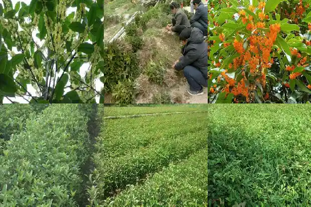 桂花茶有什么作用和功效禁忌1681352278563