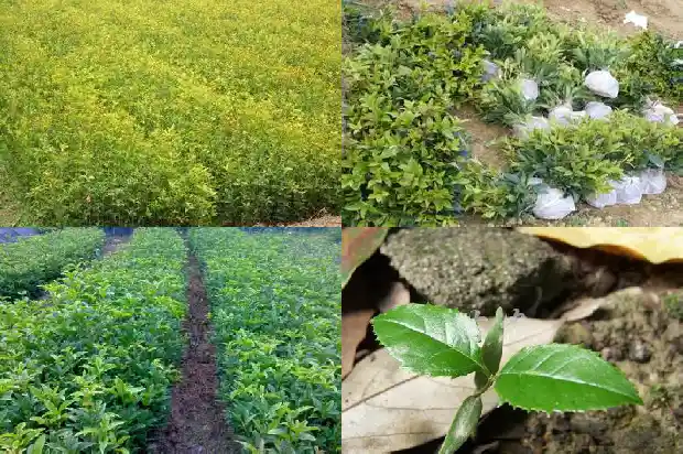 桂花茶有什么作用和功效禁忌1681352278611