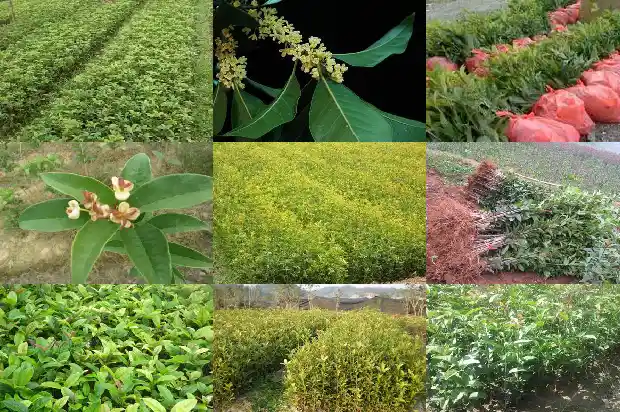 桂花茶一斤多少钱1681352349319