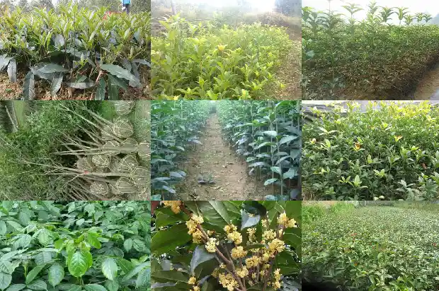 桂花茶一斤多少钱1681352349365