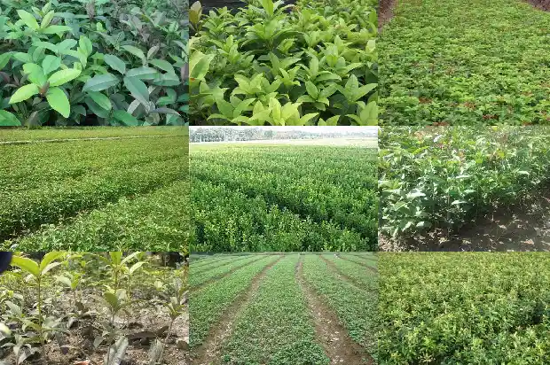 桂花做茶叶的制作方法?1681352494990