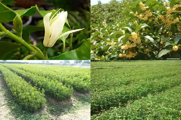 桂花做茶叶的制作方法?1681352495038