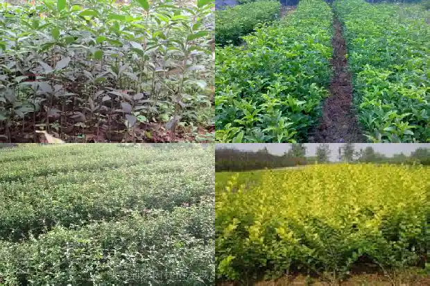 桂花做茶叶的制作方法?1681352495086