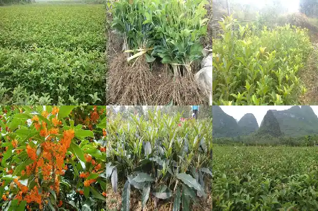 桂花怎么保存香味持久1681352649231