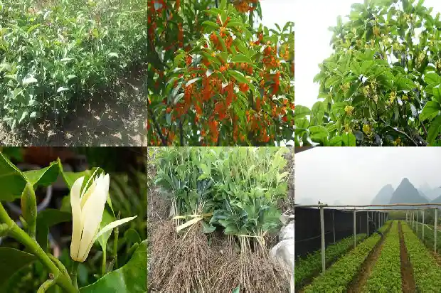 桂花怎么保存香味持久1681352649279