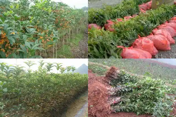 桂花怎么保存香味持久1681352649326