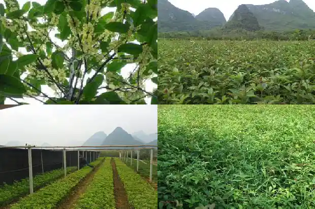桂花怎么保存香味持久1681352649374