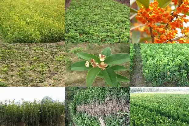 桂花可以和枸杞子一起泡水喝吗1681352836073