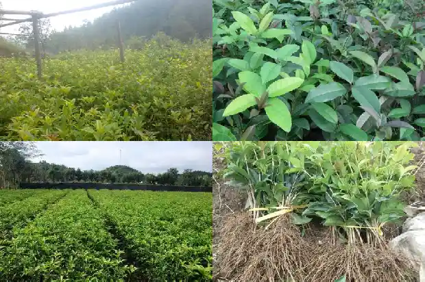 桂花可以和枸杞子一起泡水喝吗1681352836121