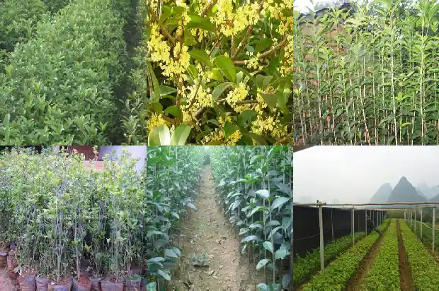 崂山桂花红茶的功效与作用1681352888222