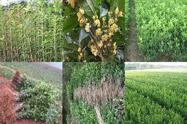 桂花红茶属于什么茶类1681352943619