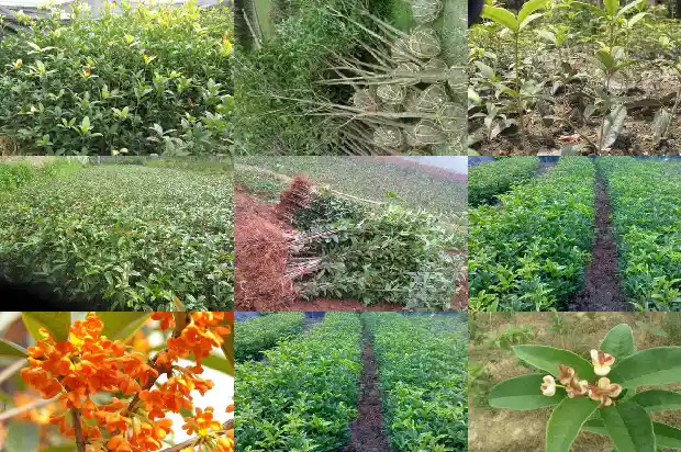桂花红茶属于什么茶类1681352943667