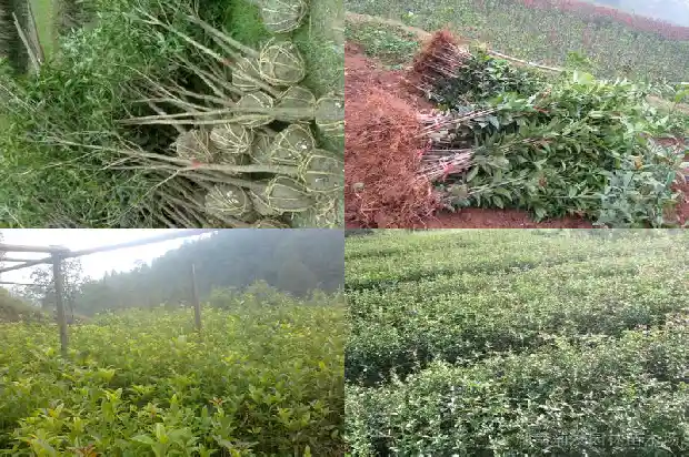 桂花红茶属于什么茶类1681352943715