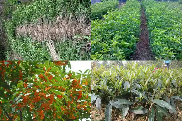 桂花乌龙茶的功效与作用及禁忌是什么1681352994960