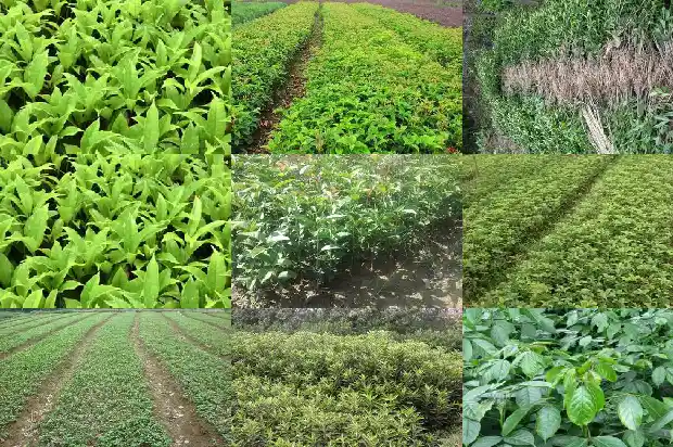 桂花乌龙茶的功效与作用及禁忌是什么1681352995008
