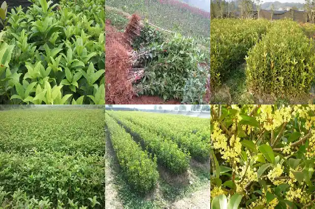 桂花乌龙茶的功效与作用及禁忌是什么1681352995056