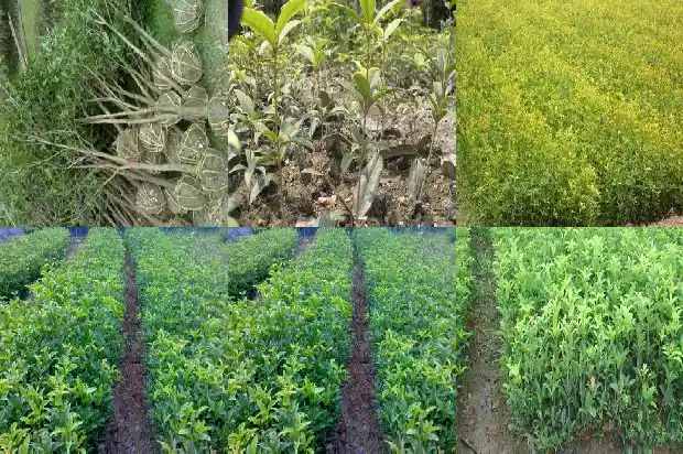 喝桂花乌龙茶的好处和坏处1681353064222