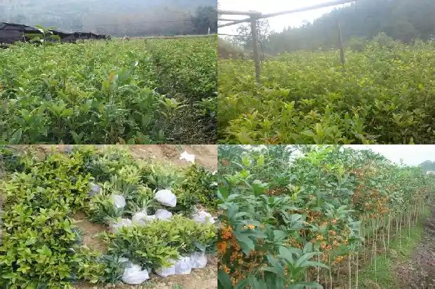 喝桂花乌龙茶的好处和坏处1681353064270